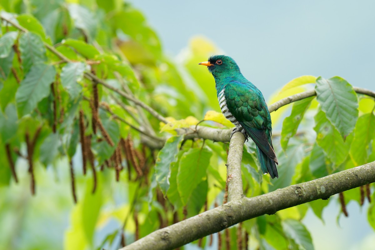 Asian Emerald Cuckoo - Vincent Wang