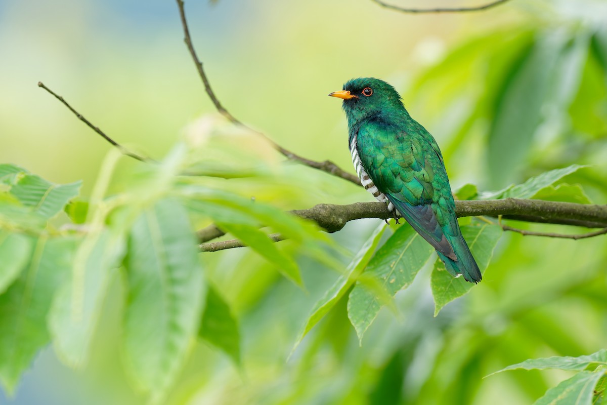 Asian Emerald Cuckoo - Vincent Wang