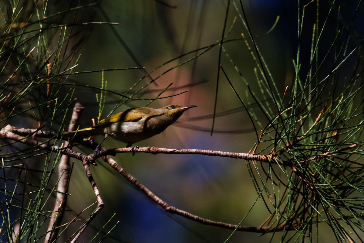 Brown Honeyeater - ML462087691