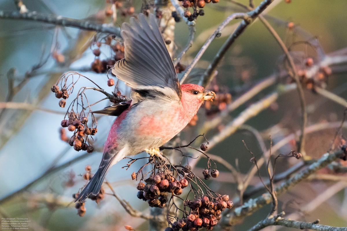 Pine Grosbeak (Eurasian) - ML462088141