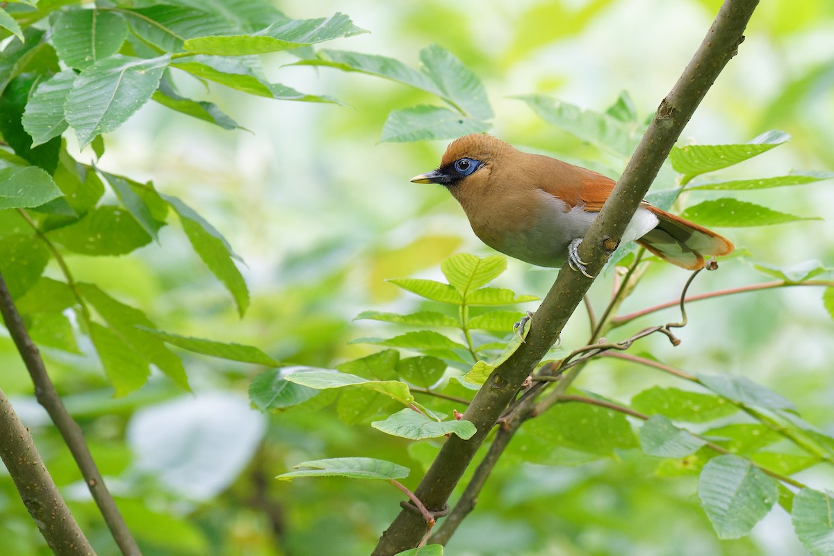 Buffy Laughingthrush - Vincent Wang