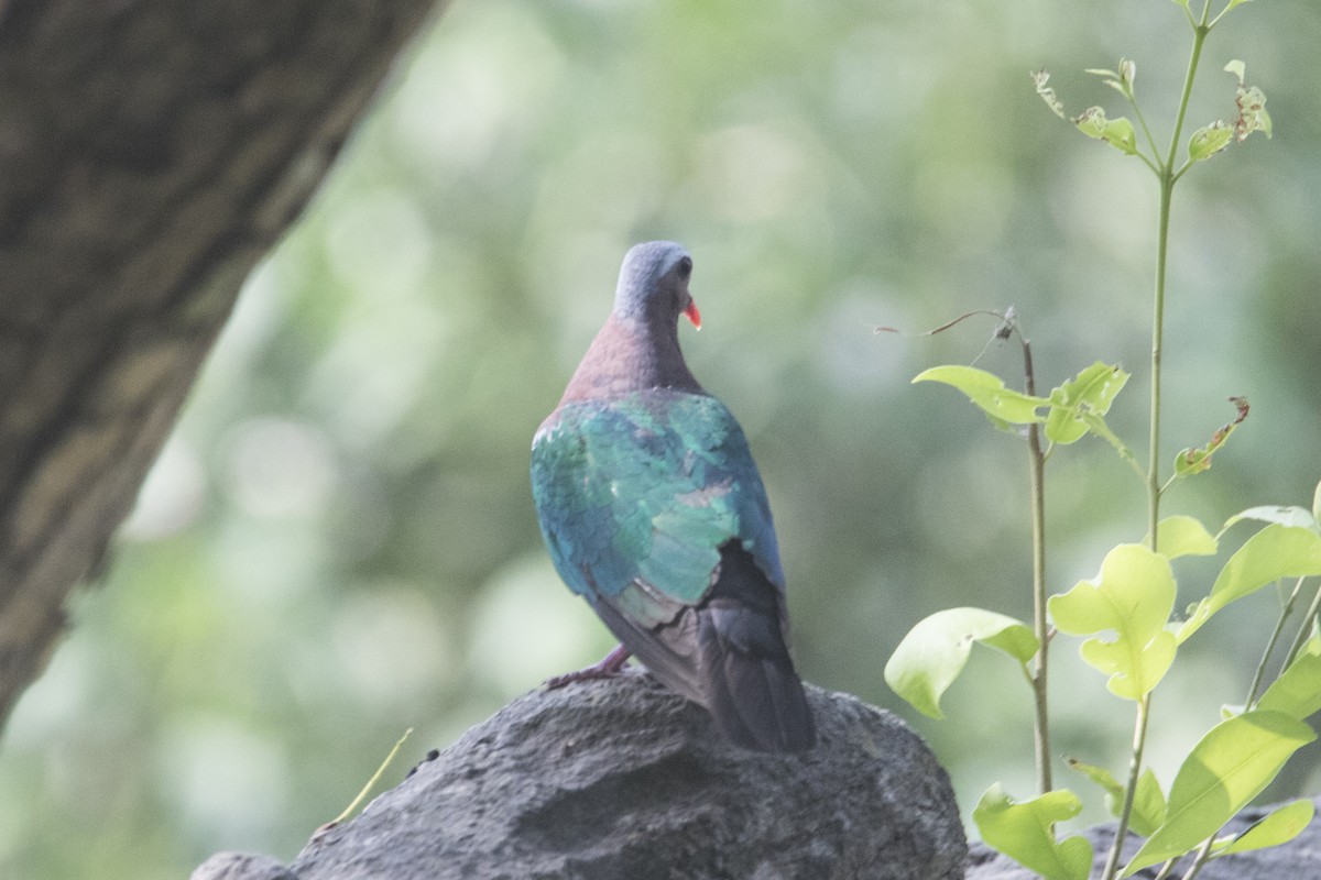 Asian Emerald Dove - ML462088321