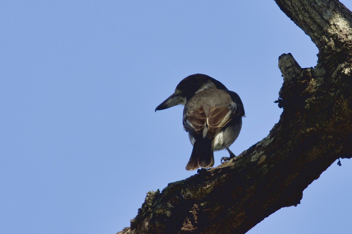 Gray Butcherbird - ML462088591