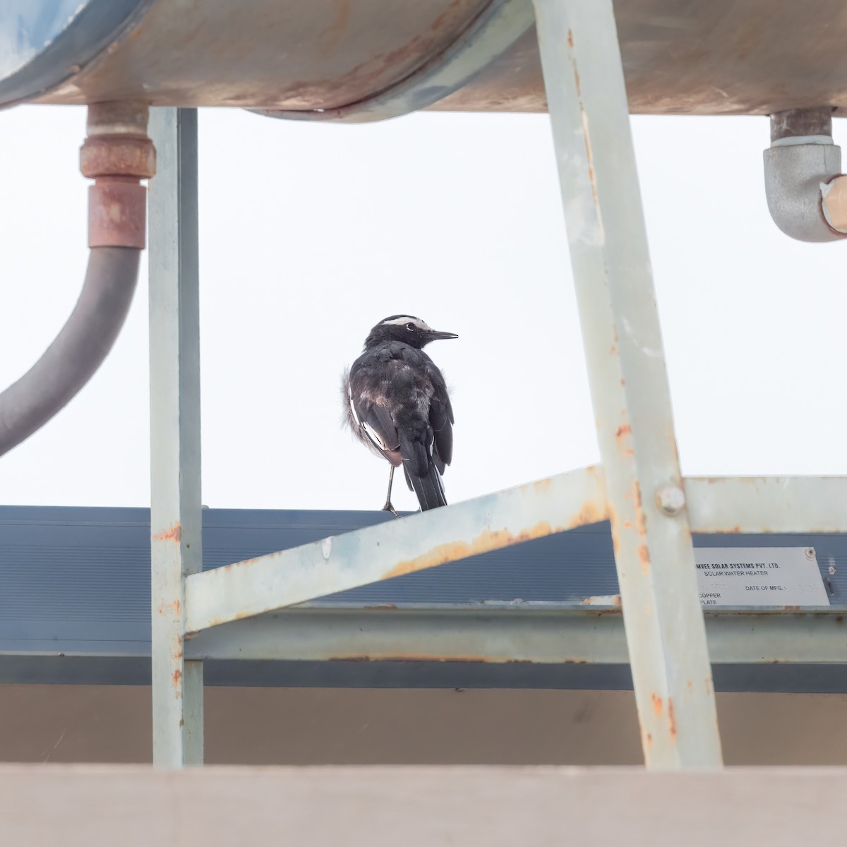 White-browed Wagtail - ML462088781