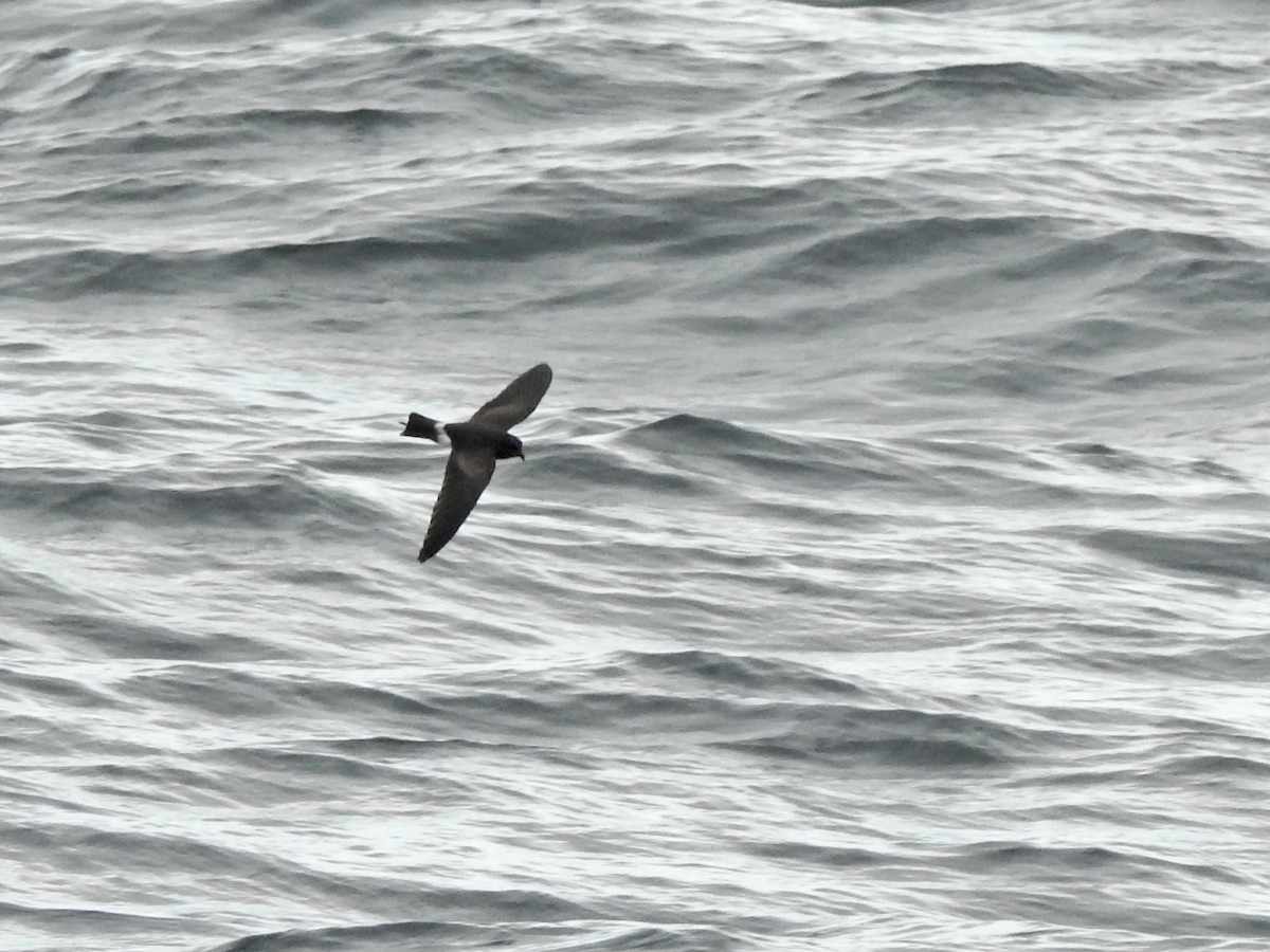 Elliot's Storm-Petrel - ML462088841