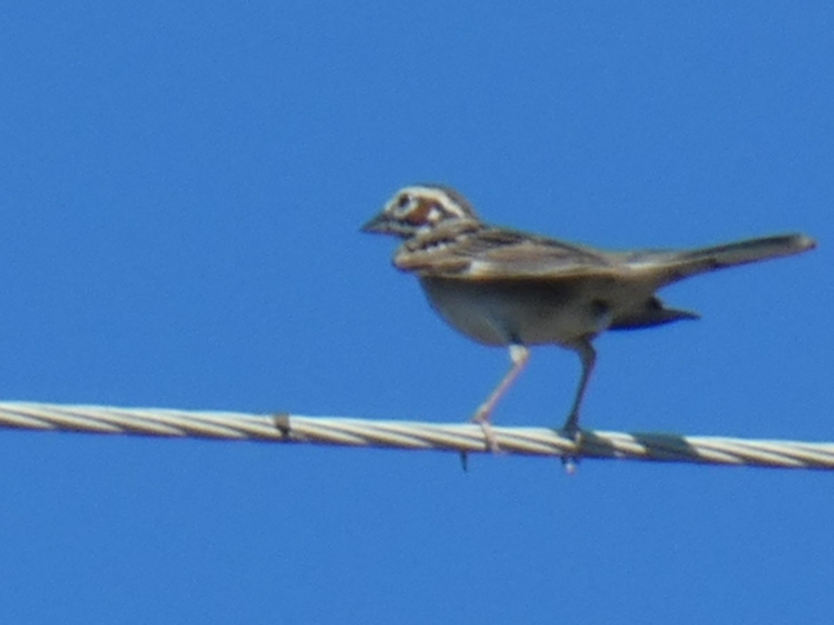 Lark Sparrow - Matthew Middleton