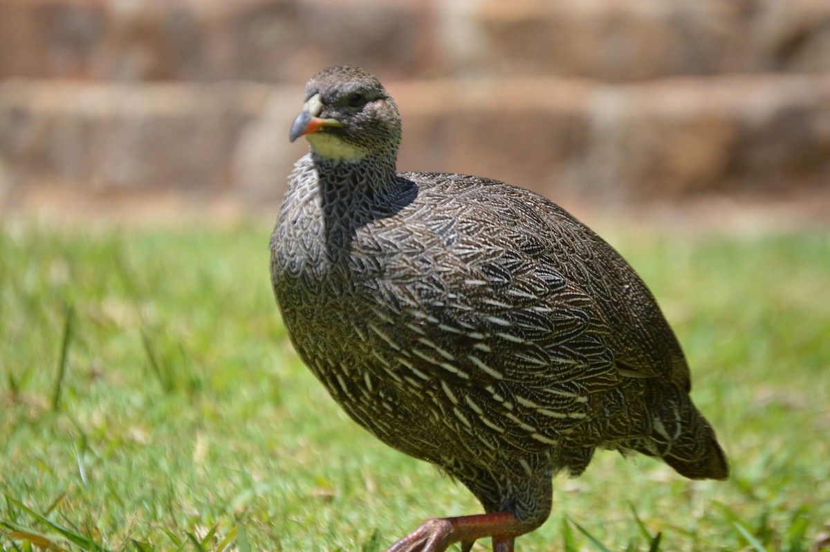 Cape Spurfowl - Michael Mulqueen