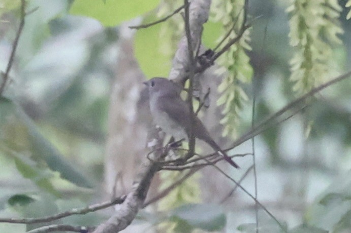 Taiga Flycatcher - Andrew William