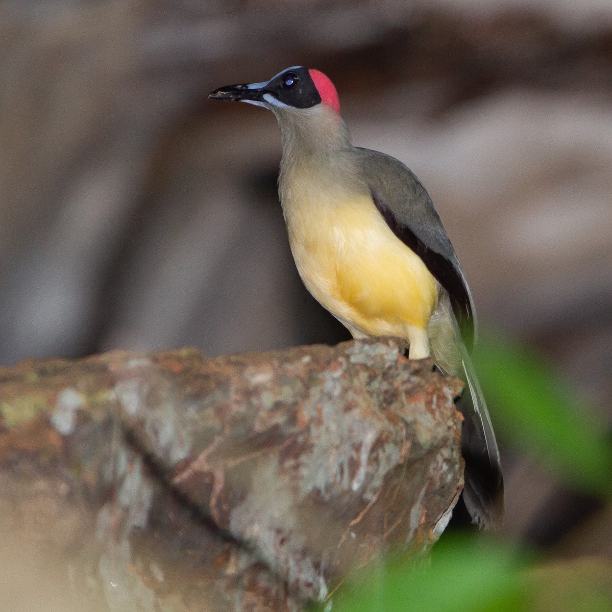 Gray-necked Rockfowl - ML462091641