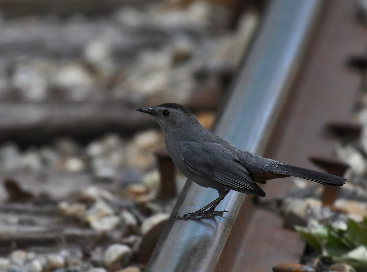 Gray Catbird - ML462091741