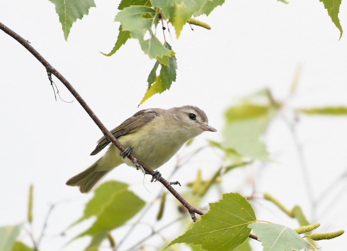 Ötücü Vireo - ML462091791