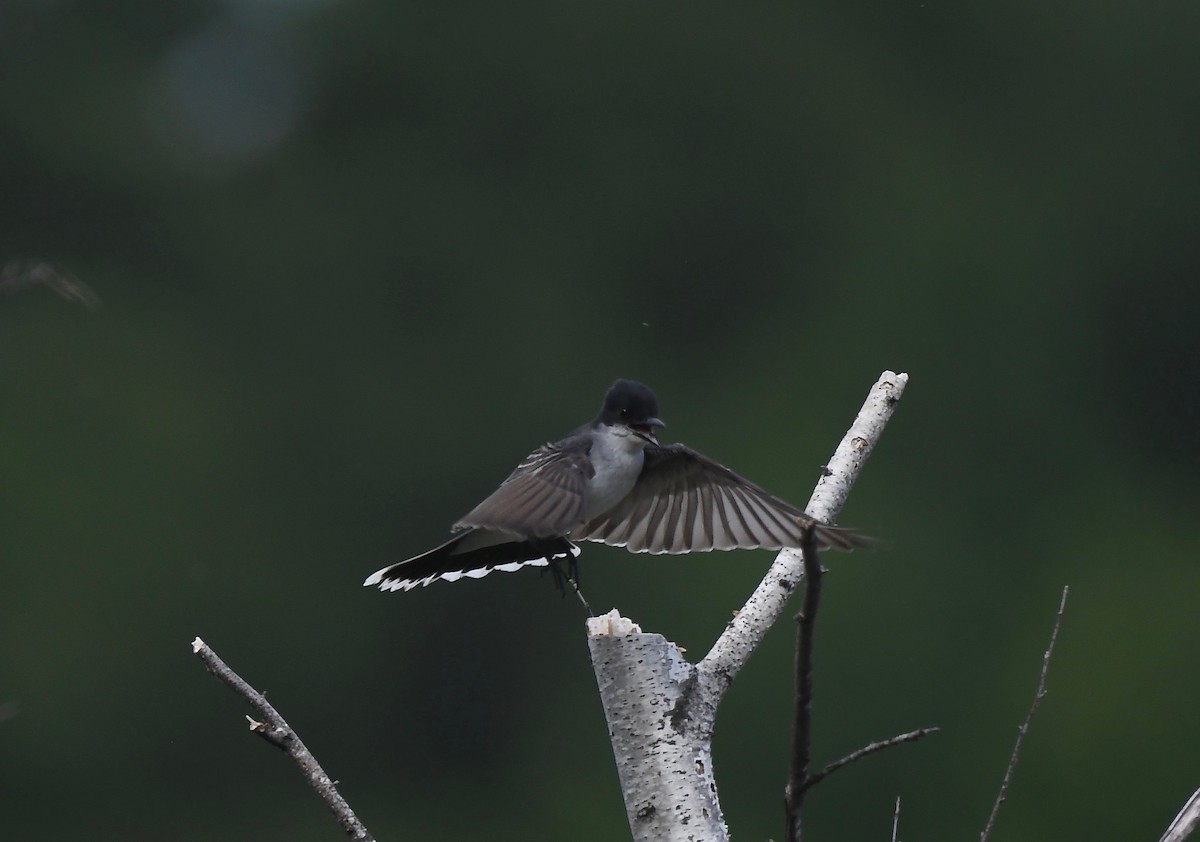 Eastern Kingbird - Peter Paul