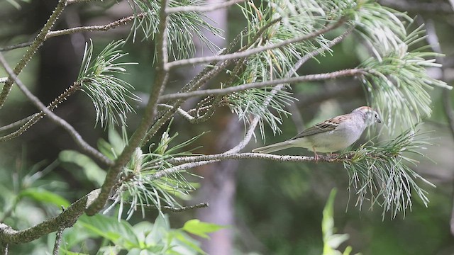 Chipping Sparrow - ML462091891