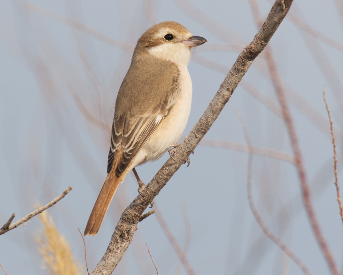 Türkistan/Moğolistan Örümcekkuşu - ML462092951