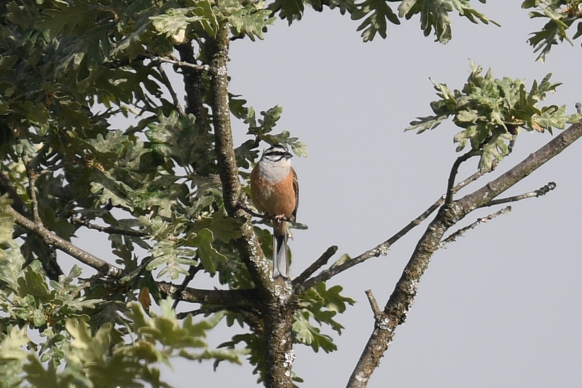 Rock Bunting - ML462093321