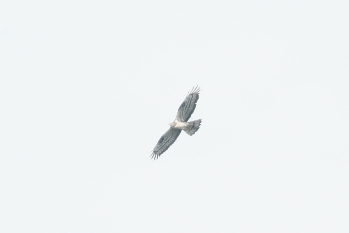 European Honey-buzzard - ML462093361