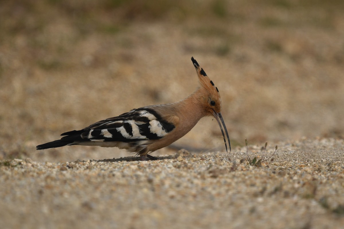 Eurasian Hoopoe - ML462093421