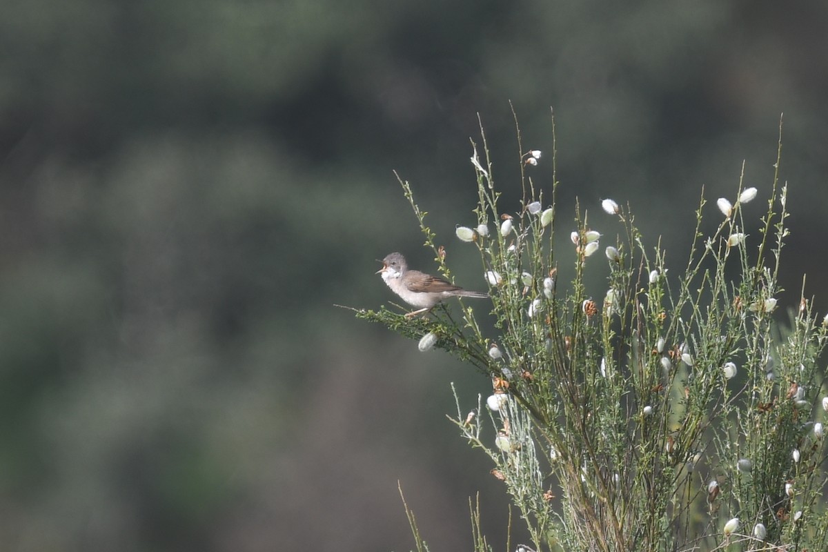 Greater Whitethroat - Andre Vieira