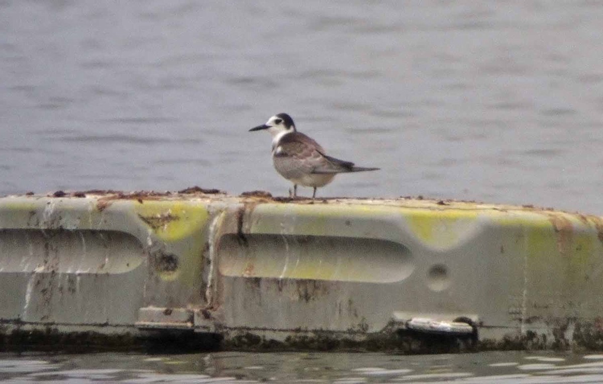 Black Tern - ML462093561