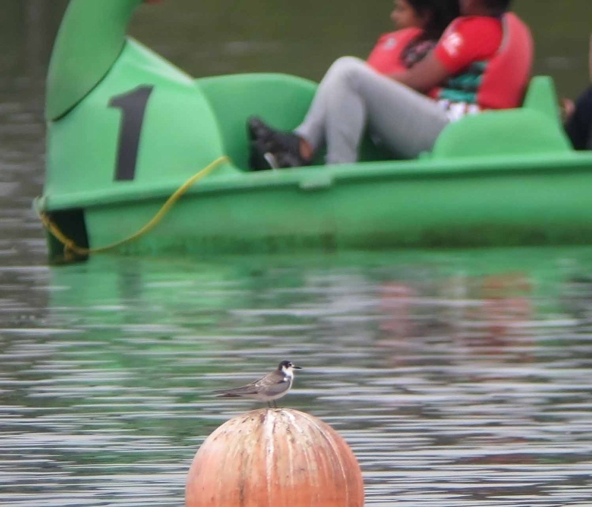 Black Tern - ML462093601