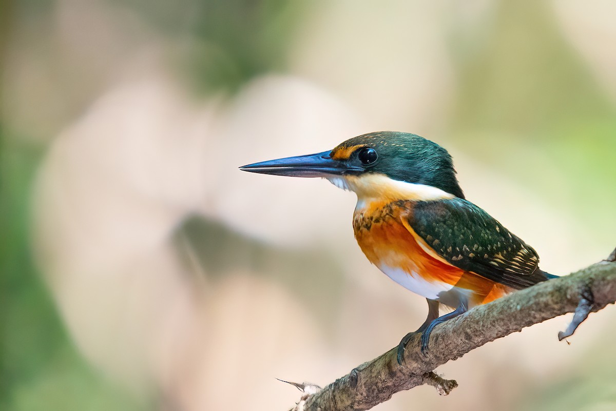 American Pygmy Kingfisher - ML462094561