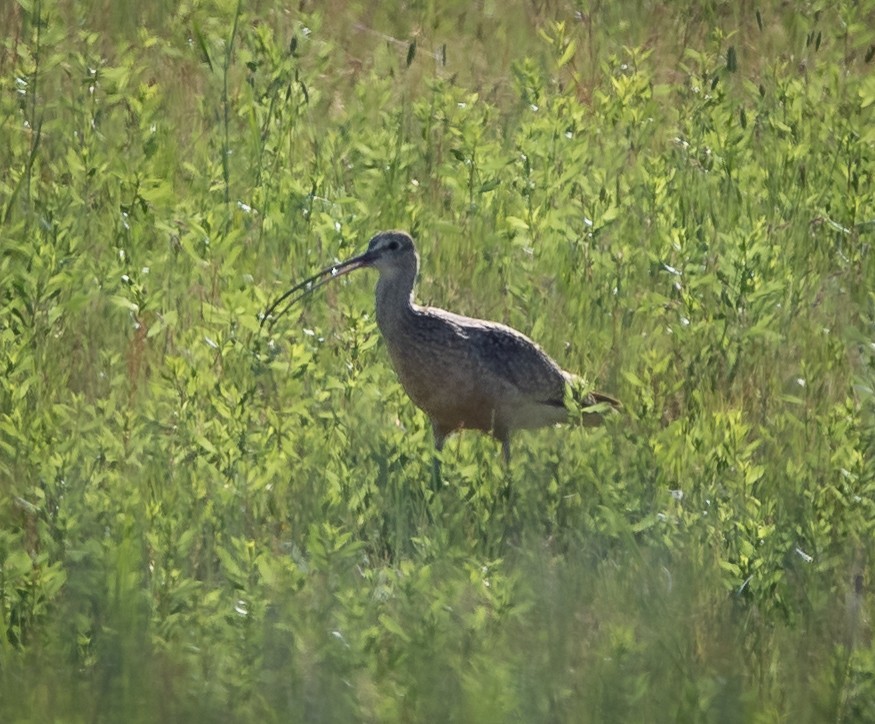 Rostbrachvogel - ML462094691