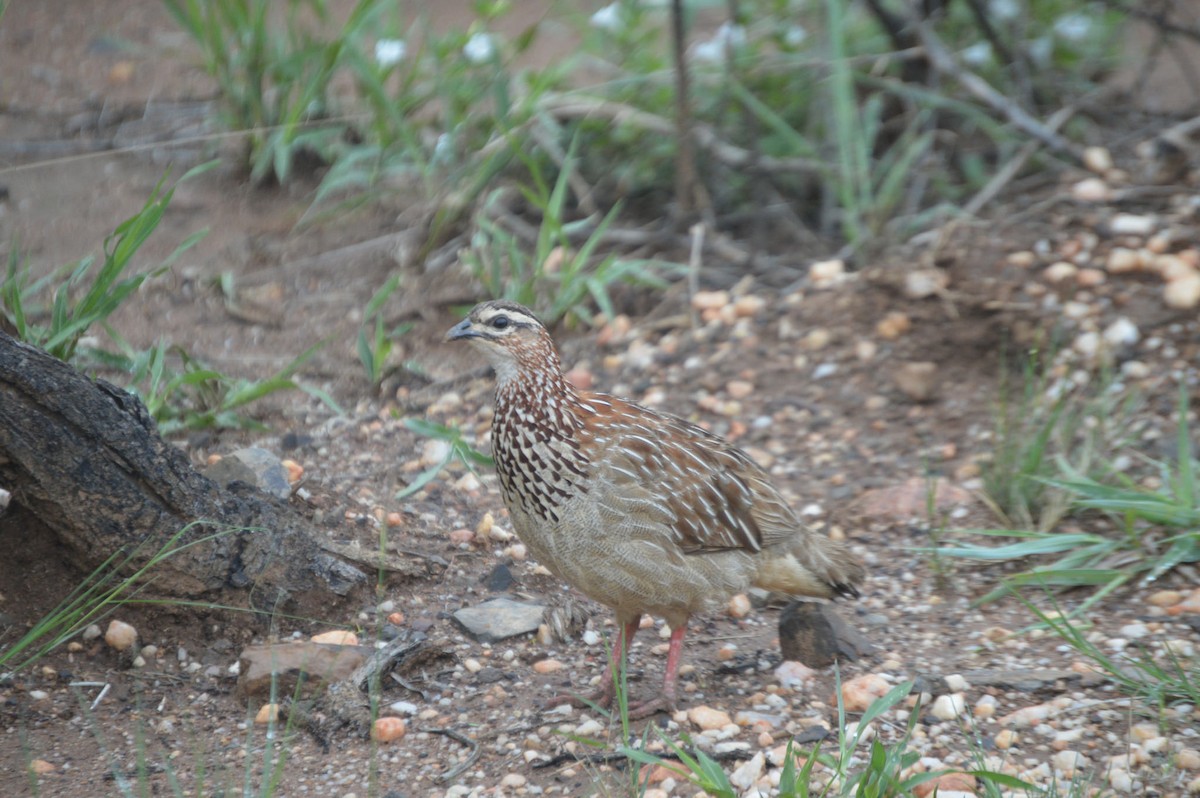 Crested Francolin - ML46209501