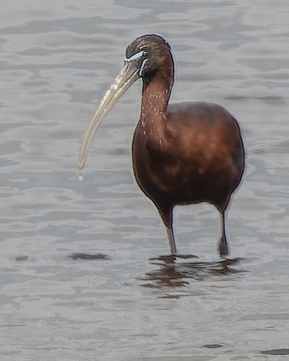 ibis hnědý - ML462095921