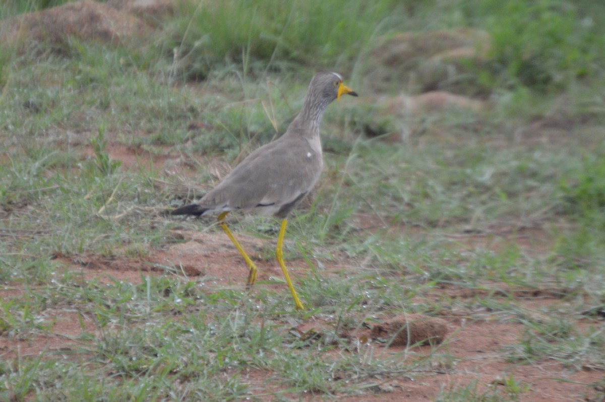 Wattled Lapwing - ML46209661