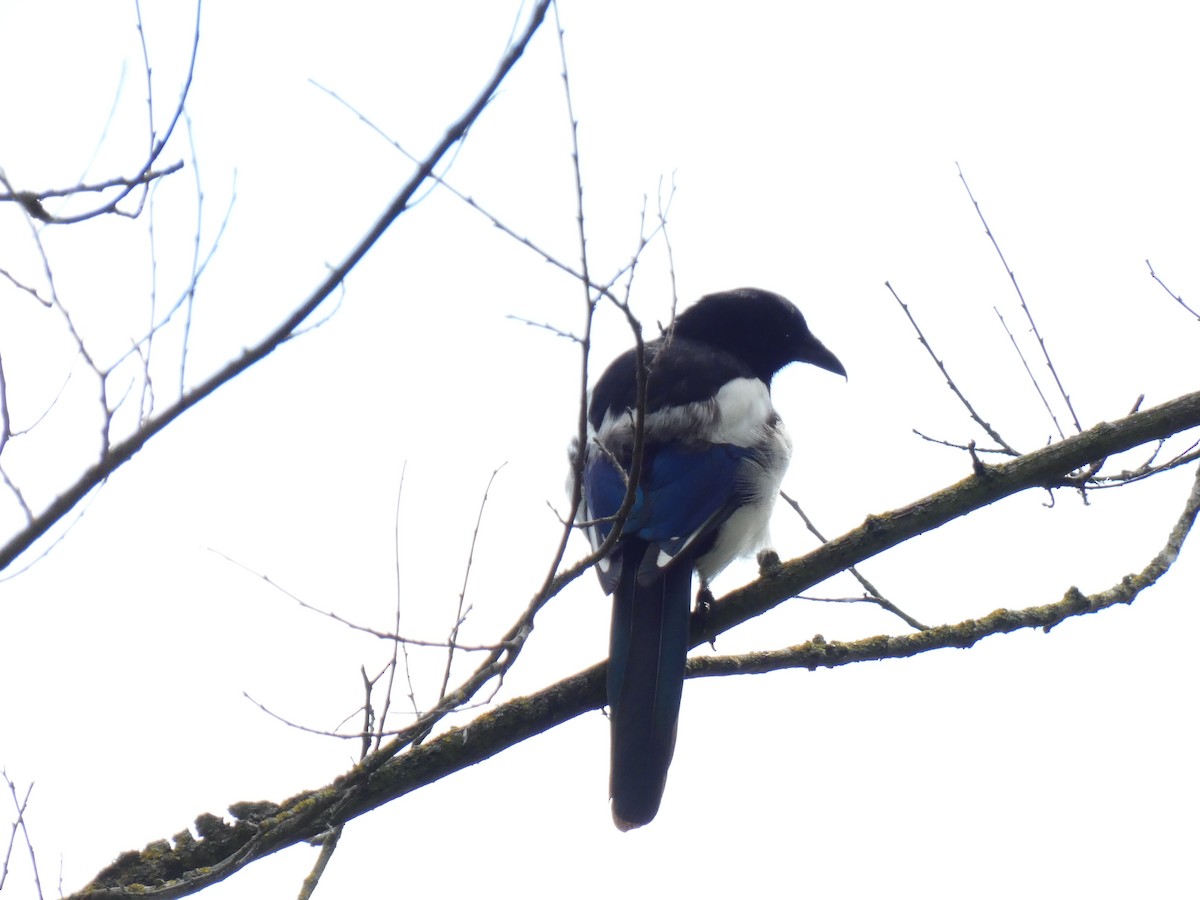 Eurasian Magpie - ML462096981