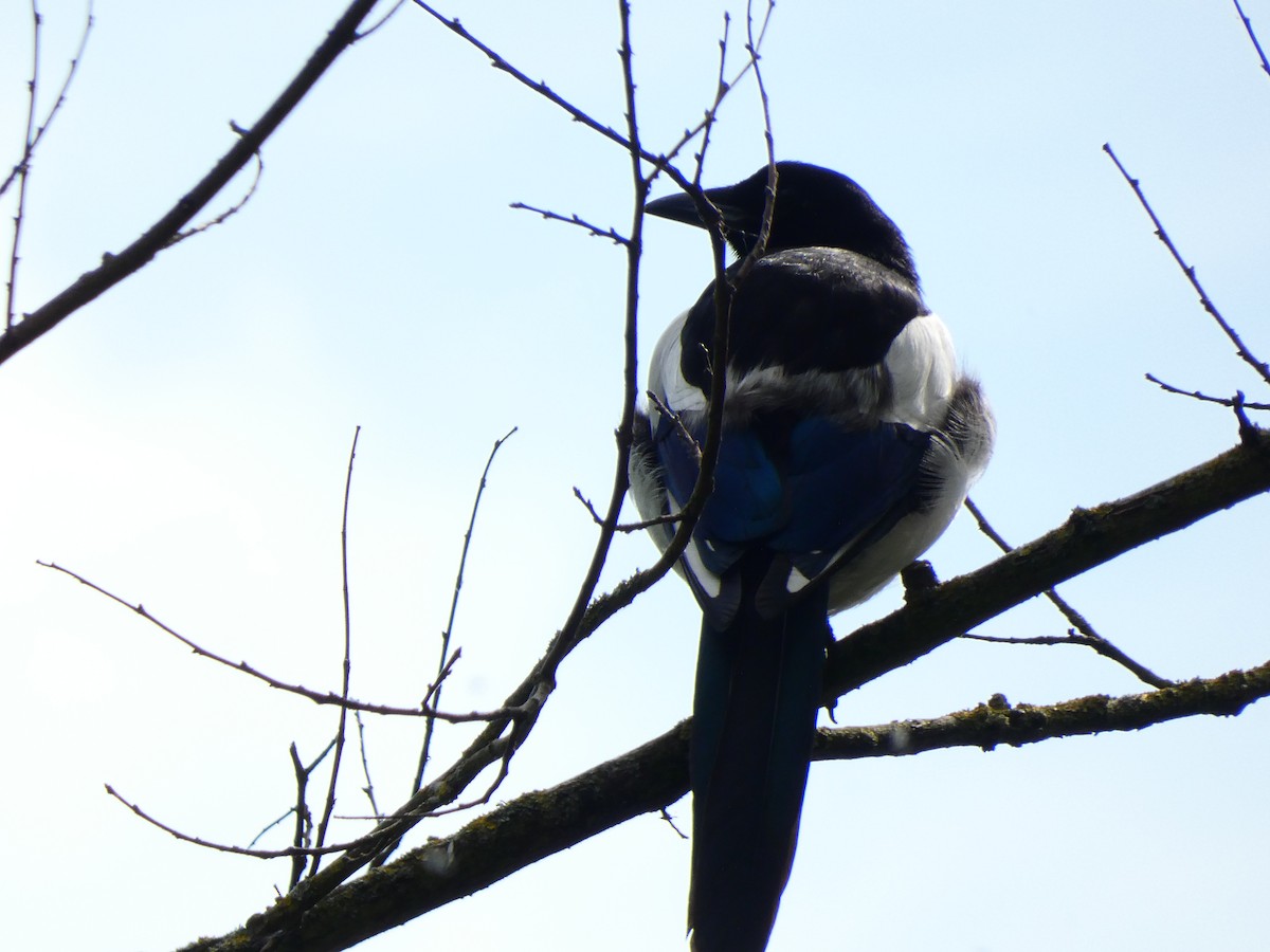 Eurasian Magpie - ML462096991