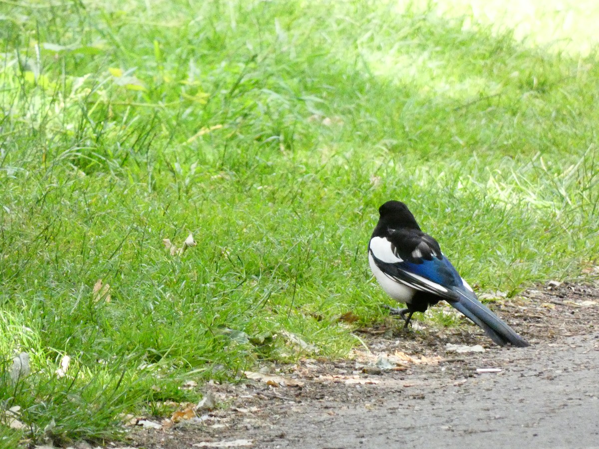 Eurasian Magpie - ML462097001