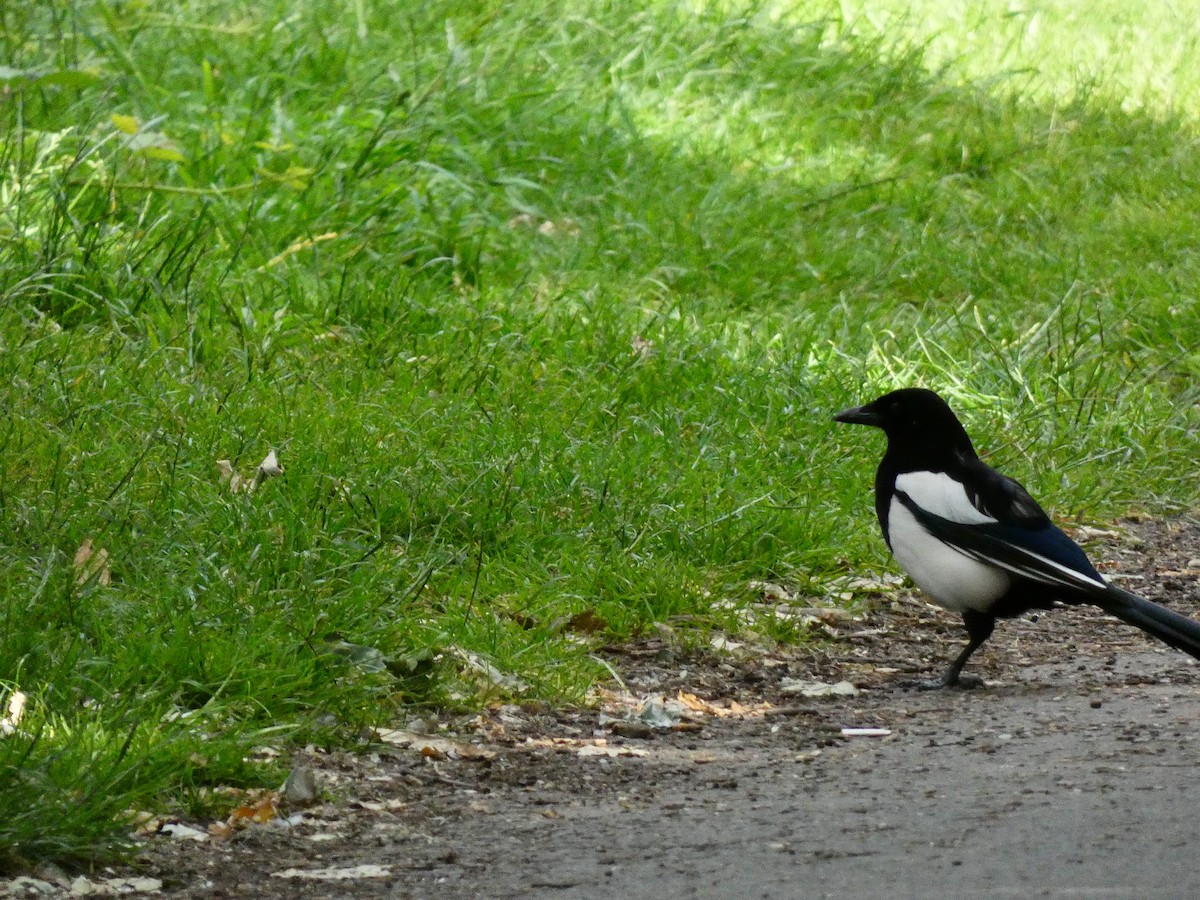 Eurasian Magpie - ML462097011