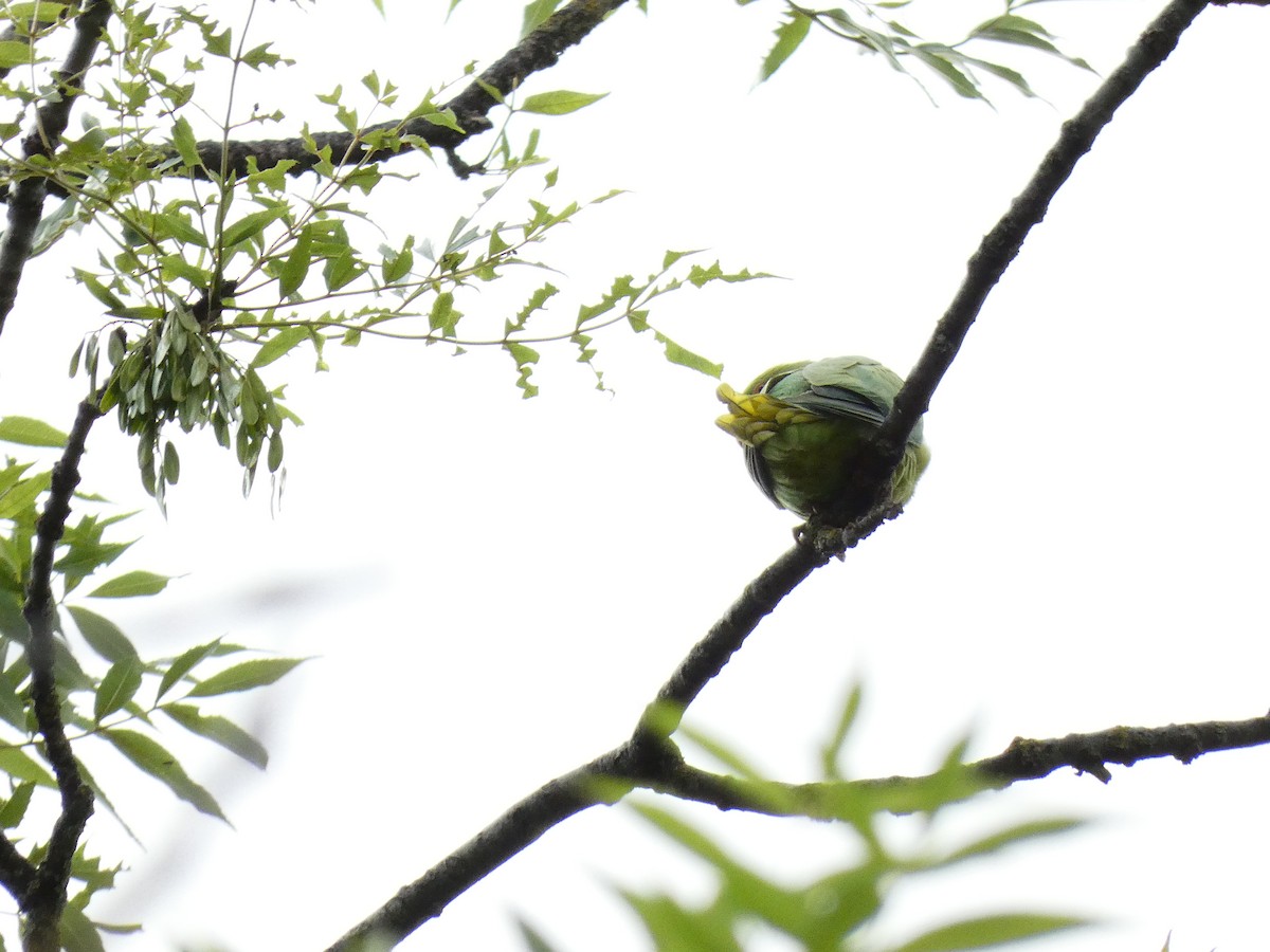 Rose-ringed Parakeet - ML462097471