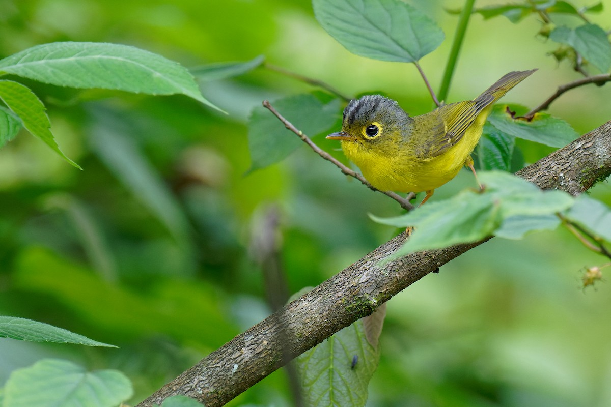 White-spectacled Warbler - Vincent Wang