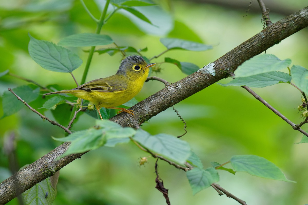 White-spectacled Warbler - Vincent Wang