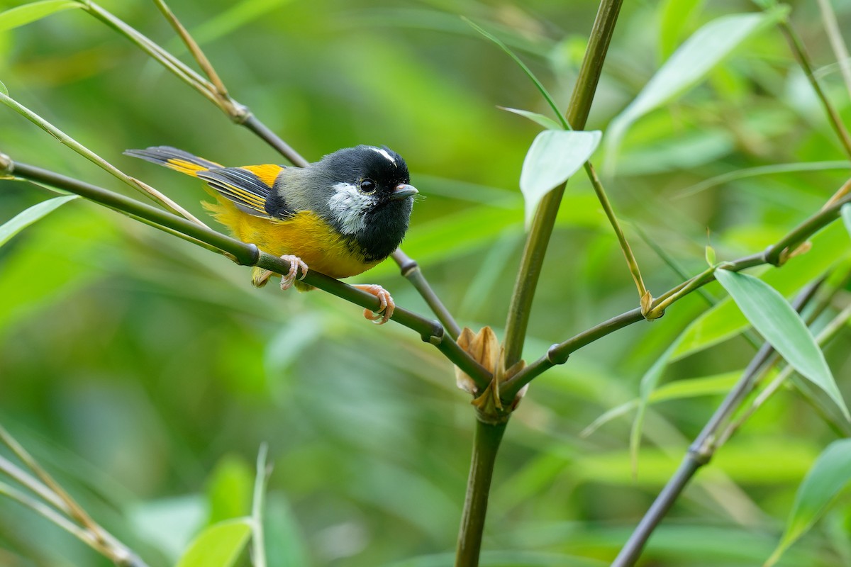 Golden-breasted Fulvetta - Vincent Wang