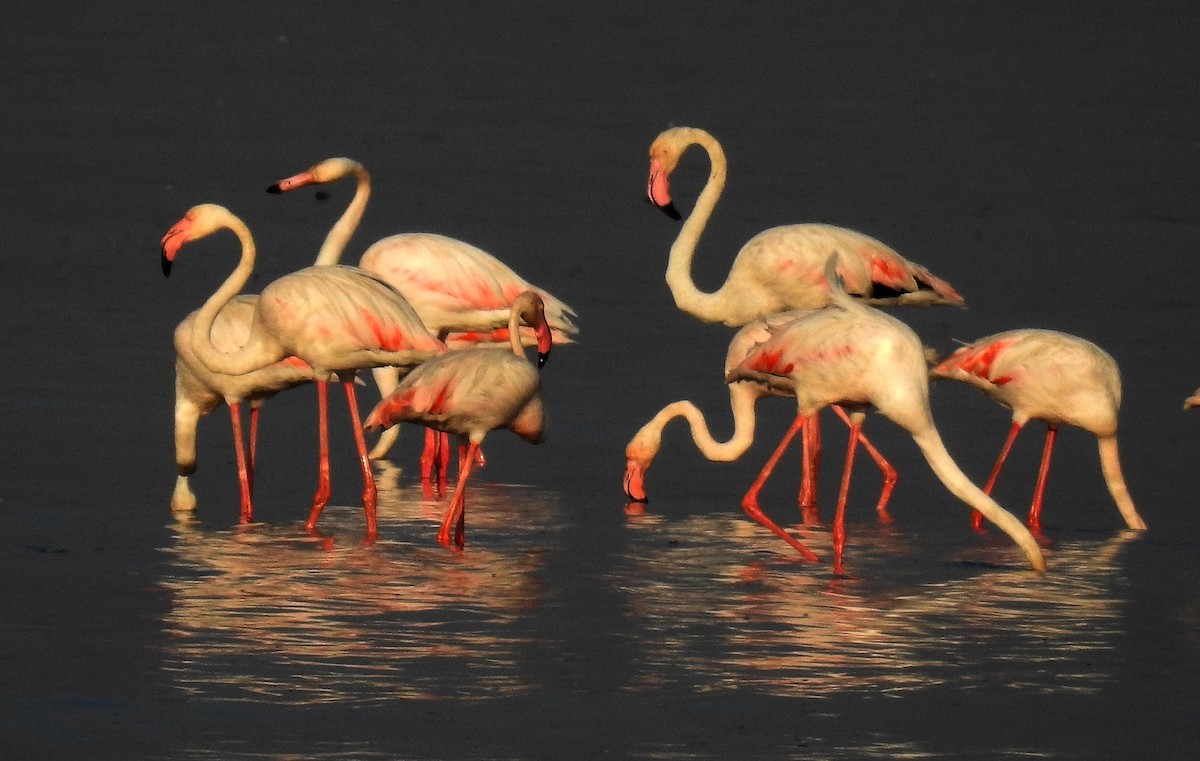 Greater Flamingo - Raju Kasambe