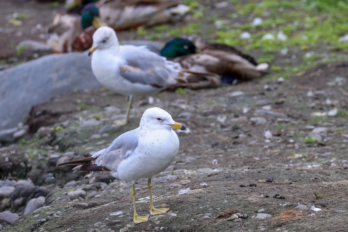 Ring-billed Gull - ML462102311