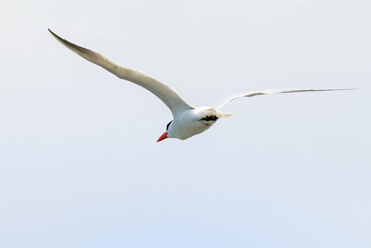 Caspian Tern - ML462102371