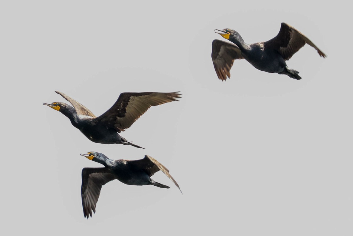 Double-crested Cormorant - ML462102451