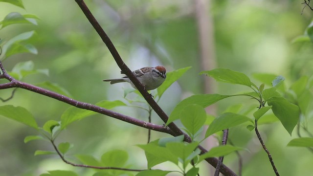 Chipping Sparrow - ML462105401