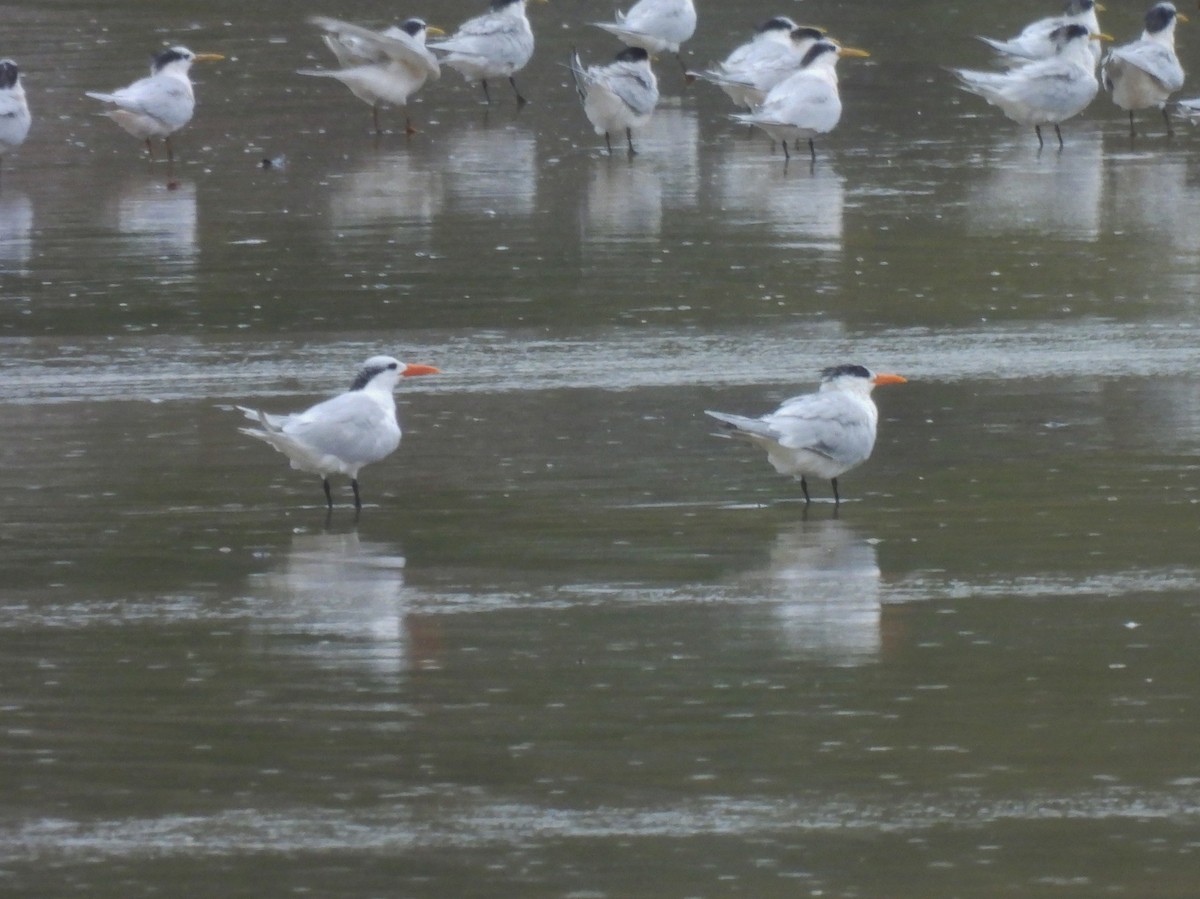 Royal Tern - Leandro Corrêa