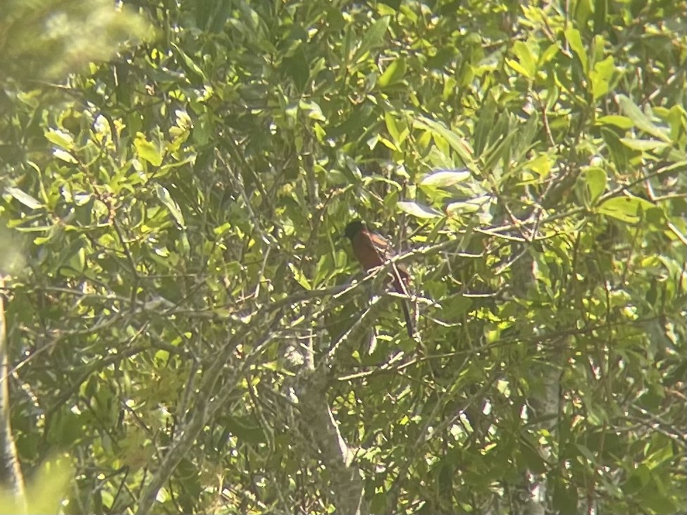 Orchard Oriole - ML462106391