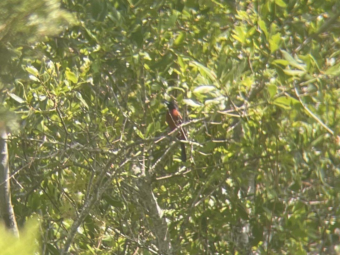 Orchard Oriole - ML462106401