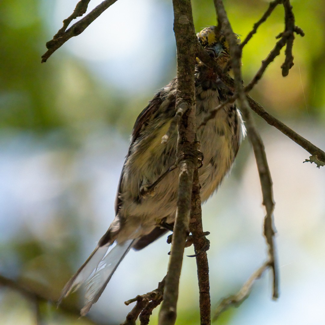 Golden-cheeked Warbler - ML462107531