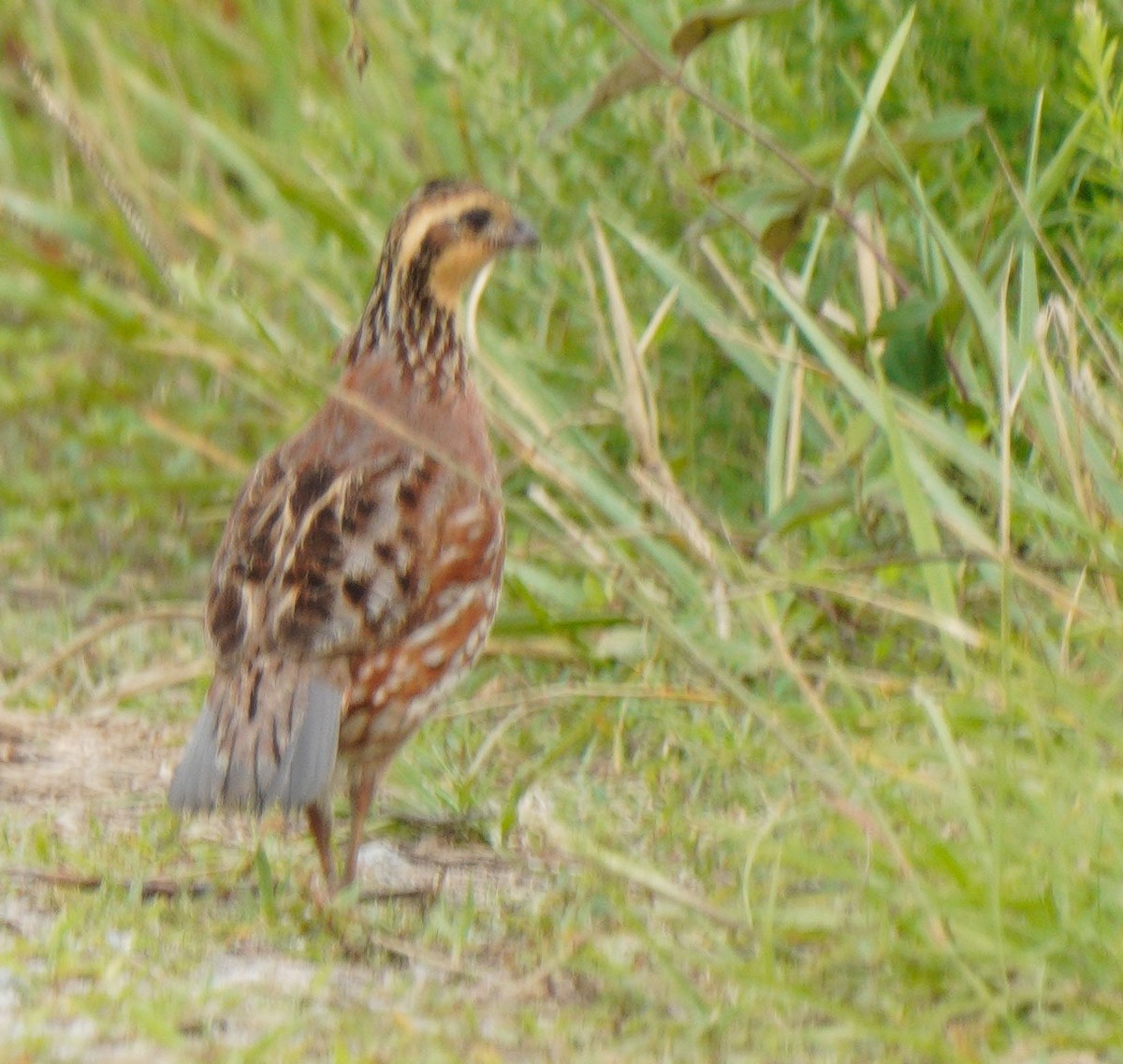 křepel virginský - ML462107851