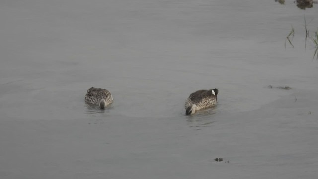 Indian Spot-billed Duck - ML462108451