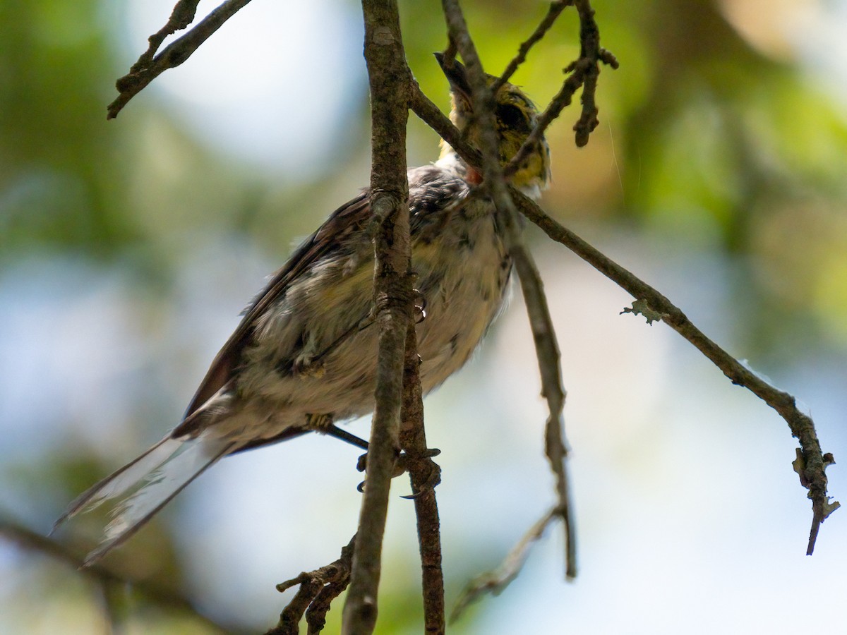 Golden-cheeked Warbler - Kelly Ballantyne