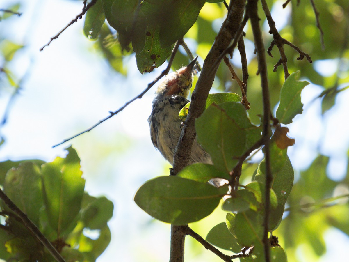 Golden-cheeked Warbler - ML462108541